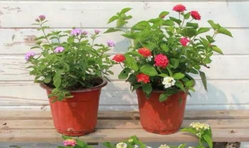 海星皮肤爆料视频下载最新,最新爆料视频深度解析  第3张