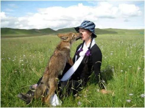 引狼入室在线观看  第3张