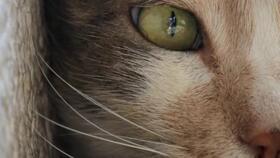 猫之城最新爆料视频大全,最新爆料视频大盘点 第3张 猫之城最新爆料视频大全,最新爆料视频大盘点 第3张